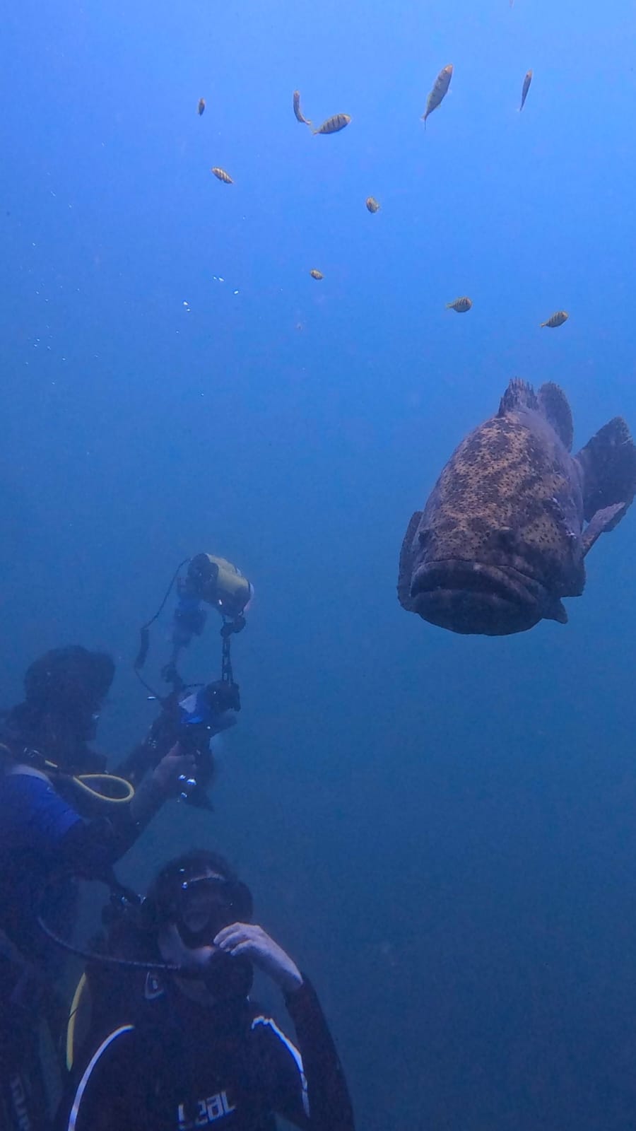 Shane Thomas Strough — Diving with goliath grouper, El Salvador