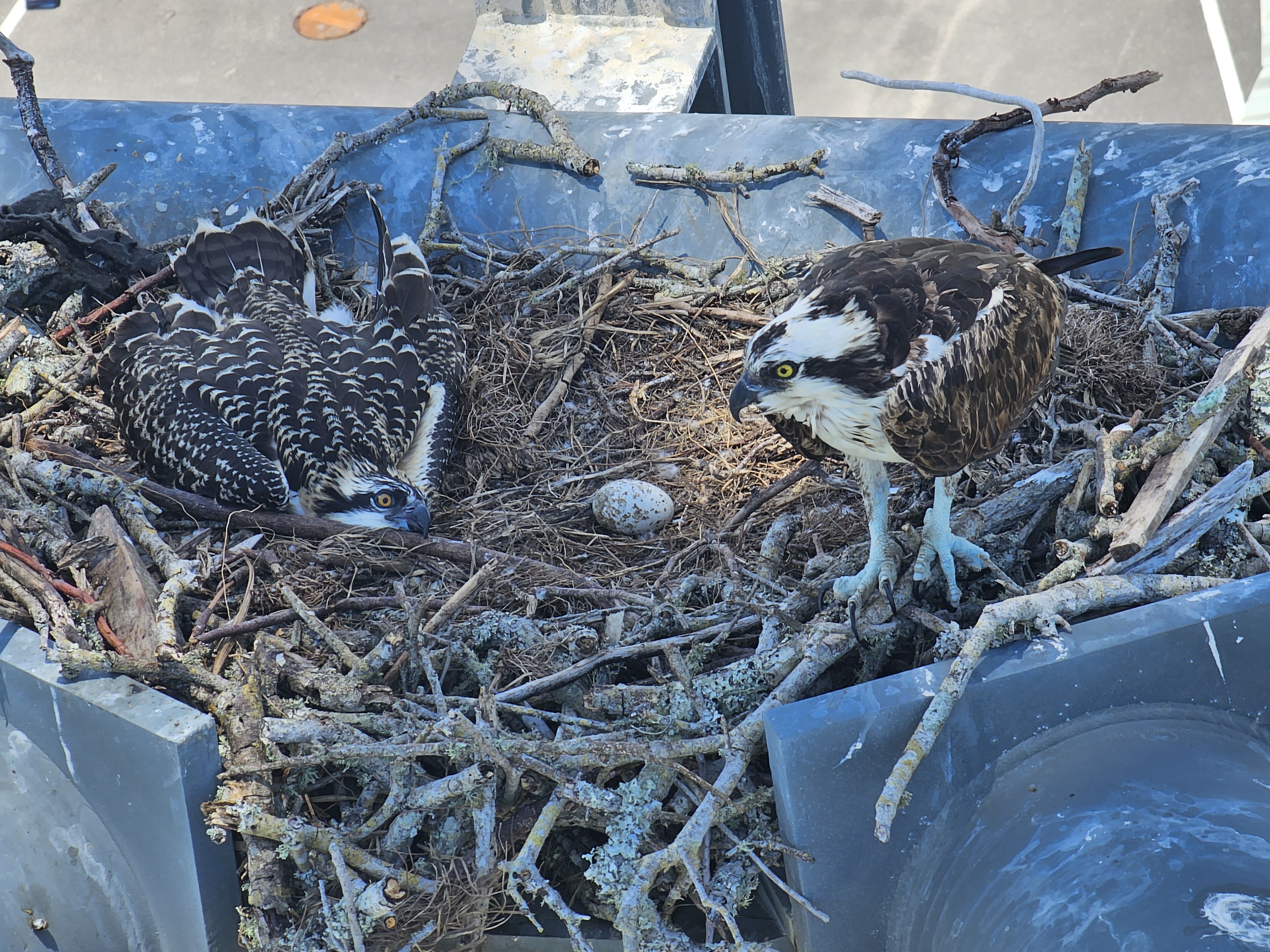 Raptors nesting in the launch tower steel