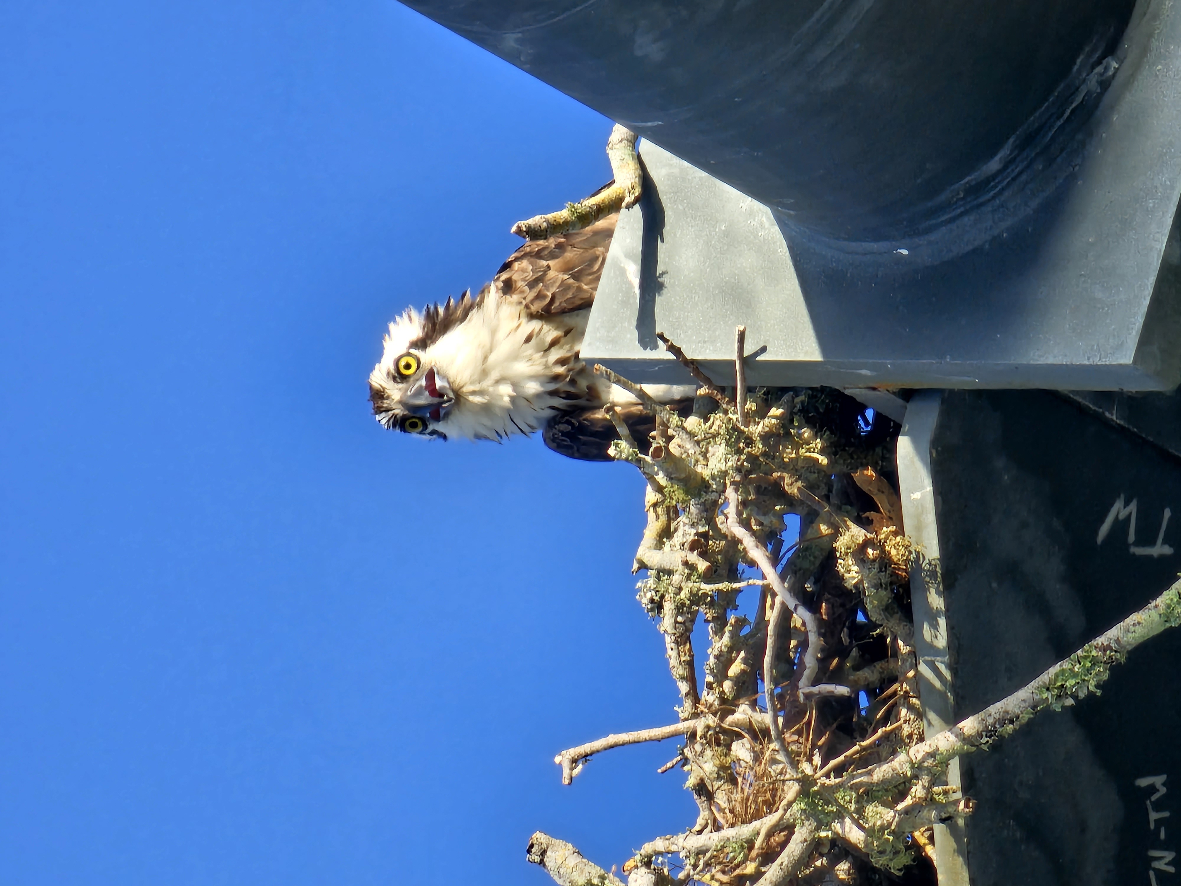 Raptor bird perched at 360ft on the launch tower